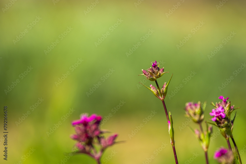 Summer natural landscape with pink flowers with long carving on the meadow with lots of bokeh background Summer natural landscape with pink flowers with long carving on the meadow with lots of bokeh background