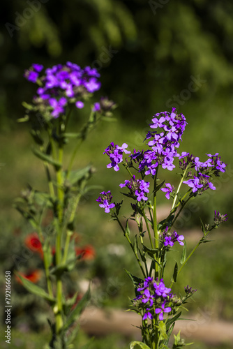 Lobelia is probably the basis of many other genera of Lobelioideae