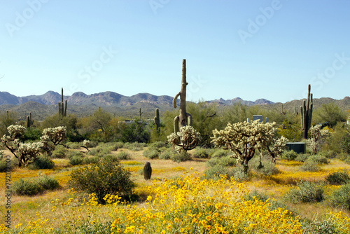 The campground at Lost Dutchman State Park in Arizona fills with yellow Brittlebush blooms in April photo