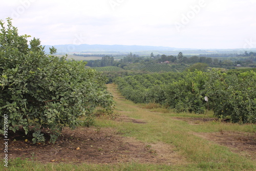 Lemon plantation in northwestern Argentina