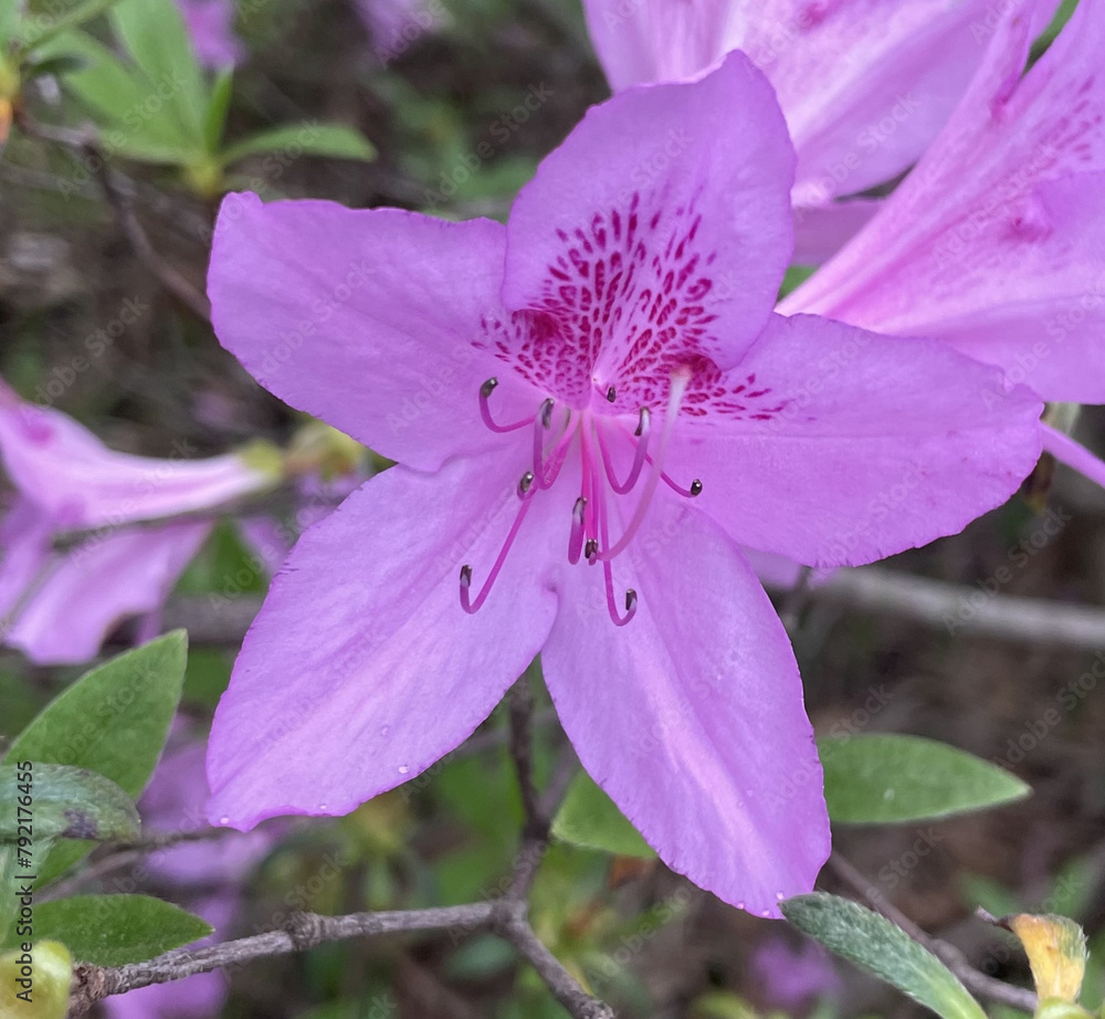 Purple Pretty Flower