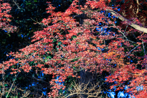 美しい朝の紅葉。

日本国神奈川県中郡二宮町、吾妻山公園にて。
2022年1月1日撮影。

Beautiful morning foliage.

At Azumayama Park, Ninomiya-cho, Naka-gun, Kanagawa, Japan.
Photographed on January 1, 2022.
 photo