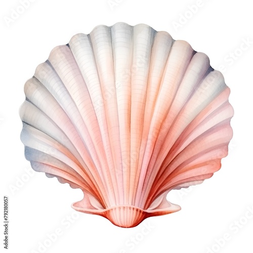 Scallop shell isolated on white background. Clipping path included.