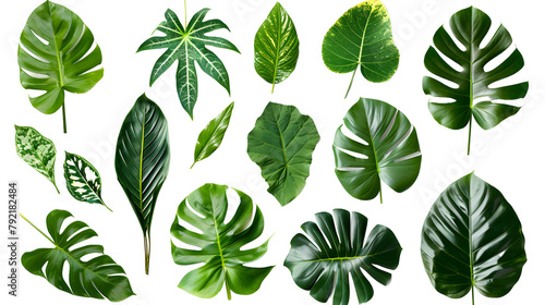 set of exotic big leaf green interior home plant for decoration and different foliage leaves and petals closeups cotout isolated on transparent png background photo