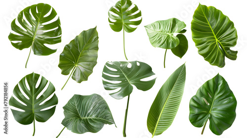 
set of exotic big leaf green interior home plant for decoration and different foliage leaves and petals closeups cotout isolated on transparent png background
set of exotic big leaf green interior h
 photo