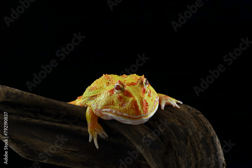 Foto Yellow Amazon frog closeup front view, animal closeup, amphibian closeup, albino