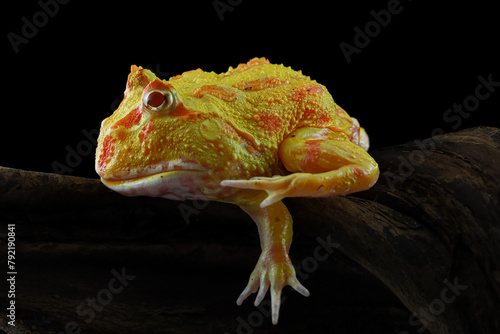 Yellow Amazon frog closeup front view, animal closeup, amphibian closeup, albino pacman frog with pretty color, side view
