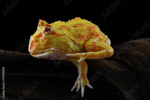 Foto Yellow Amazon frog closeup front view, animal closeup, amphibian closeup, albino