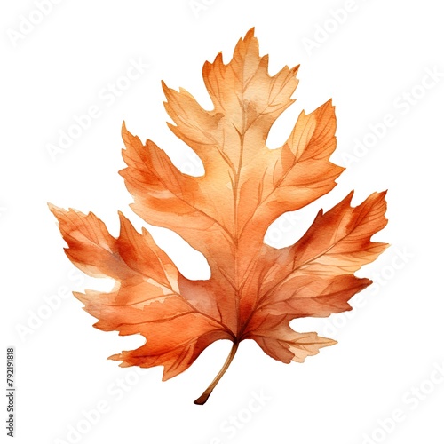Watercolor autumn orange oak leaf isolated on white background. Hand painted illustration