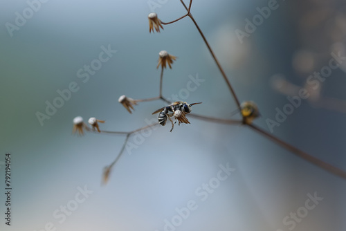Detailed closeup of the Mediterranean Common epaulette-nomia solitary bee , Pseudapis diversipes. Nomiapis Femoralis, little bee, Megachile Texana
 photo