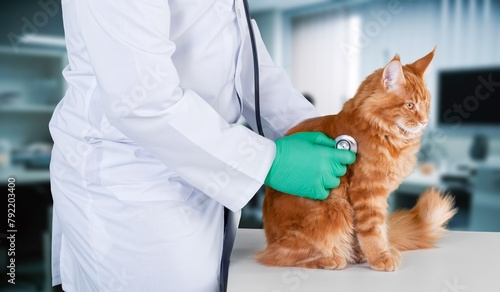 Fototapeta Naklejka Na Ścianę i Meble -  Veterinarian doctor examines a cute domestic cat