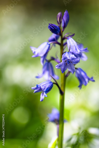 Bluebell  Hyacinthoides non-scripta in forest at spring time