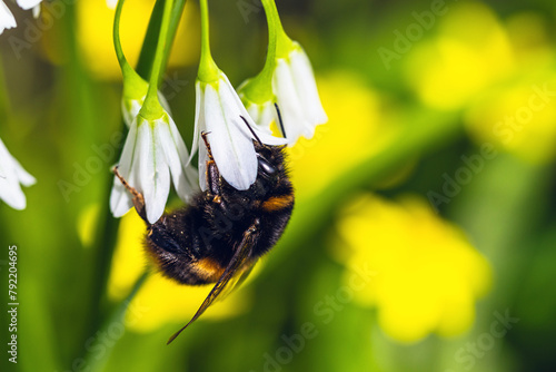 Bumblebee on Three-Cornered Leek, Snowbell, Allium triquetrum in forest at spring time photo