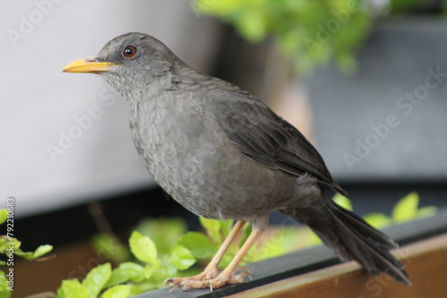 Un pajarito curioso que se acerca lentamente photo