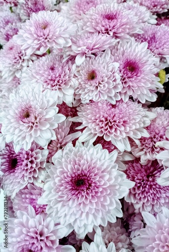  chrysanthemum lilac and white background