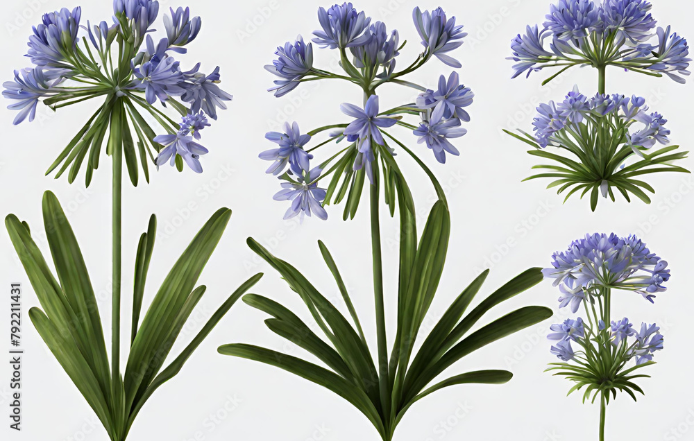 Watercolor agapanthus plant clipart for graphic resources
