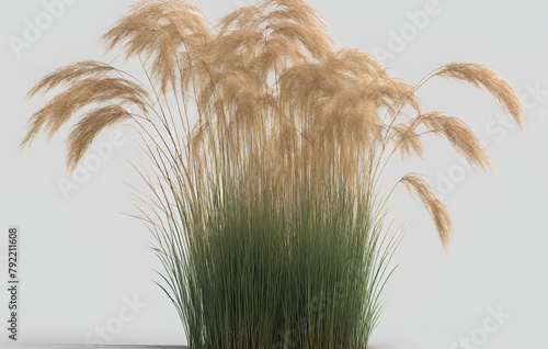 Calamagrostis Canadensis Grass On Transparent Background photo