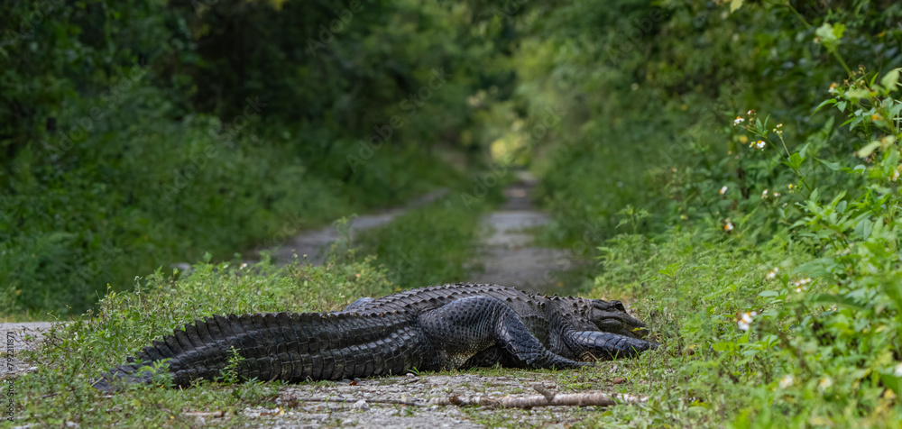 alligator in the grass alligator in the grass