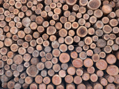 大量に積まれた木材の断面