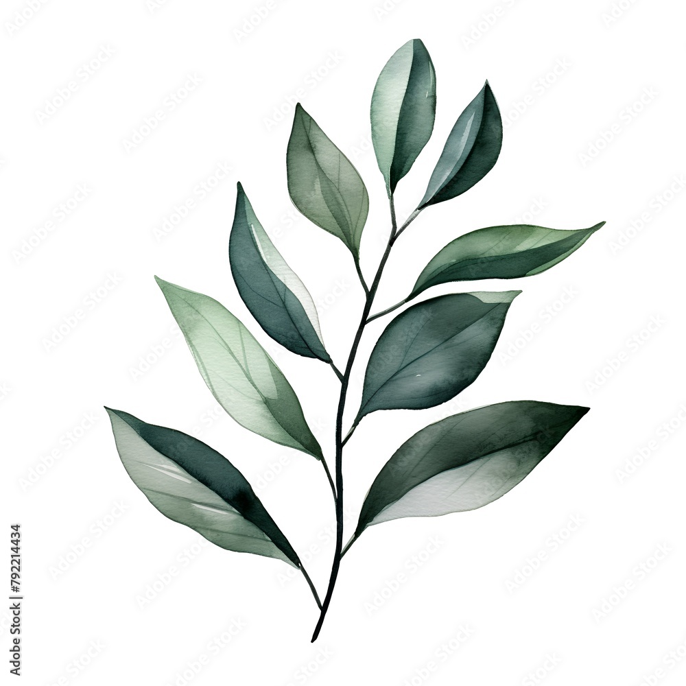 Watercolor branch with leaves isolated on white background. Hand drawn illustration.