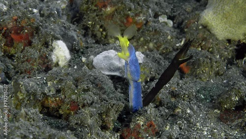 Two moray eels, a male and a child, are sitting in the same hole.
Ribbon Eel (Rhinomuraena quaesita) 120 cm. ID: juveniles black with yellow dorsal fin, adult males bright blue, females yellow. photo