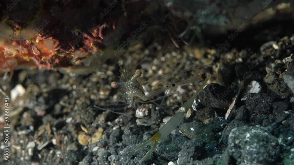 The shrimp collects food with long claws and puts it into its mouth.
Red claw cuapetes shrimp (Cuapetes tenuipes) 3,5 cm. ID: orange claws, red spots on claw arms, three red longitudinal body stripes. The shrimp collects food with long claws and puts it into its mouth.
Red claw cuapetes shrimp (Cuapetes tenuipes) 3,5 cm. ID: orange claws, red spots on claw arms, three red longitudinal body stripes.