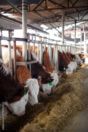The cattle in the farm are eating grass