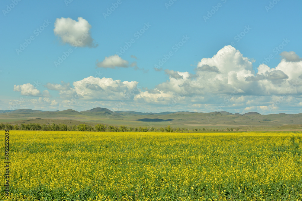 A huge field of yellow-flowering rapeseed at the foot of a range of high hills under a cloudy summer sky.