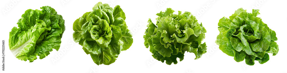Lettuce isolated on a transparent PNG background, white background , Generative Ai Lettuce isolated on a transparent PNG background, white background , Generative Ai