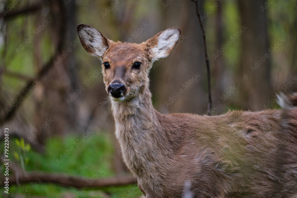 White Tail Deer in Woods Deer Buck Doe Deer Spring Woods Forest White Tail Deer in Woods, Family of Deer, Fawn in the Forest, Deer Buck Doe Deer Spring Woods Forest White Tail Deer in Woods Deer Buck Doe Deer Spring Woods Forest White Tail Deer in Woods, Family of Deer, Fawn in the Forest, Deer Buck Doe Deer Spring Woods Forest