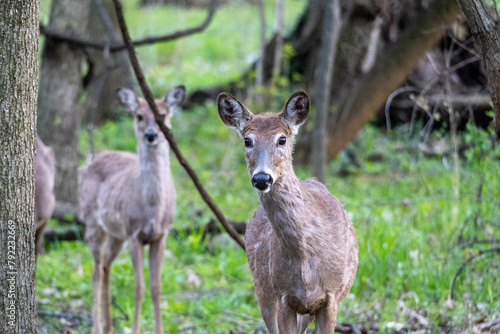 White Tail Deer in Woods Deer Buck Doe Deer Spring Woods Forest White Tail Deer in Woods, Family of Deer, Fawn in the Forest, Deer Buck Doe Deer Spring Woods Forest