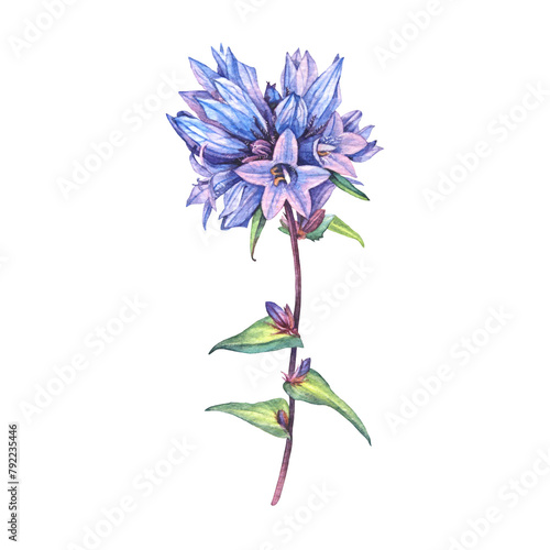 Watercolor bellflower Campanula isolated on white background. Hand-drawn spring and summer blue purple flower. Clipart for sticker florist or wrapping. Wildflower for wallpaper or sketchbook and card