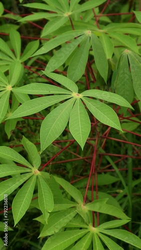 Kaspe or Cassava leaves blowing in the wind. Green Cassava Leaves planted in fertile soil.  The tubers are widely recognized as a carbohydrate-producing staple food.  Top view Natural background  photo