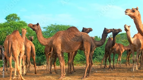 camels in the desert © Abdullah