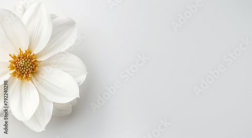 white daisy flower on white background