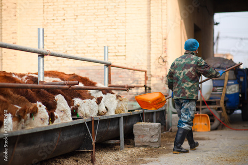 Cattle farm workers in feeding