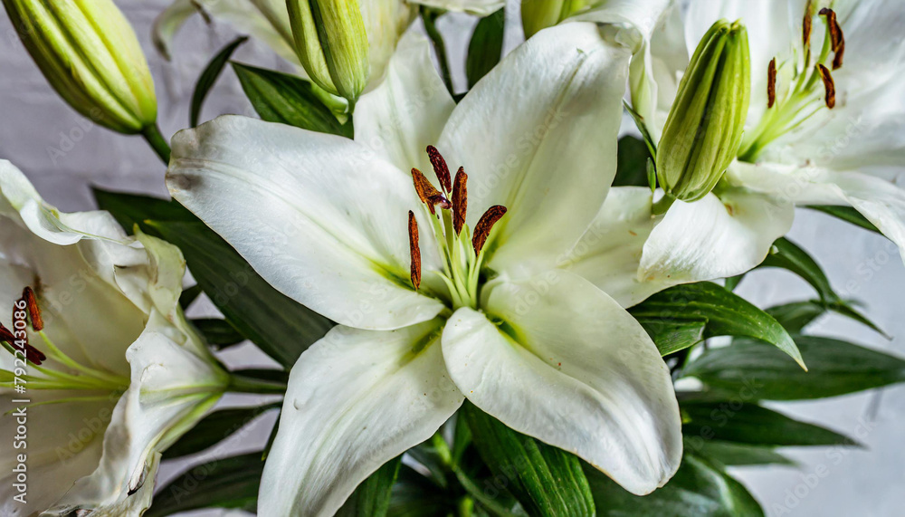 Beautiful white lilies on light background, symbol of gentleness, purity and virtue. closeup Beautiful white lilies on light background, symbol of gentleness, purity and virtue. closeup