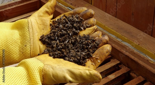 Beekeeper with dead bees in the hands