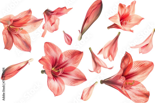 Pink and white floral design with lilies and tulips  featuring a pattern of colorful blooms  on a transparent background