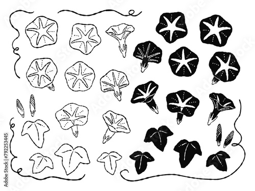 手描きのモノクロ、シルエット、線画のアサガオのパーツ素材