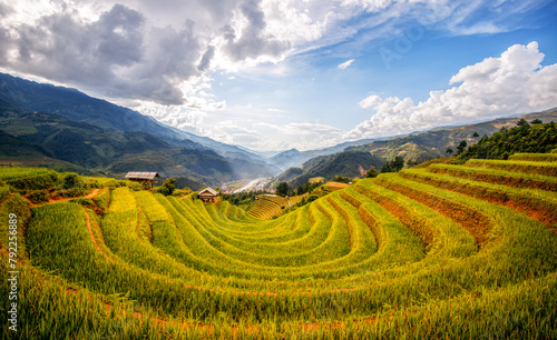 Terraced fields in golden rice season