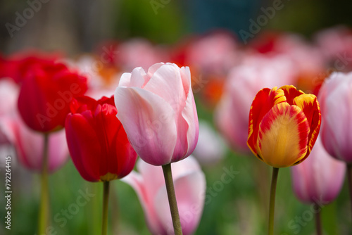 Closeup of colorful tulips in springtime
