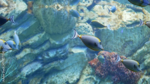Naso Tang - Tropical Grey and Yellow Fish swimming on aquarium photo