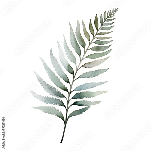 Watercolor fern branch. Hand painted illustration isolated on white background.