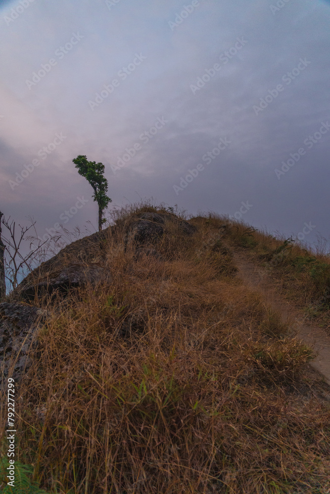 A tree is growing on a hillside with a cloudy sky in the background