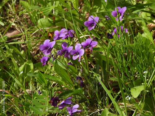 Violets and bees in the park