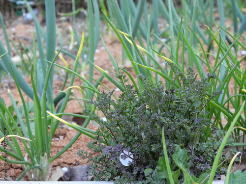A simple garden where green onions grow