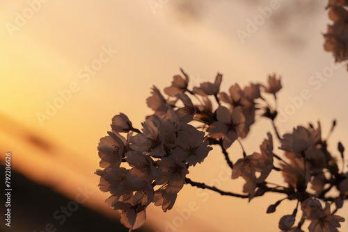 cherry blossom branches at dusk.  夕暮れ時の桜の枝