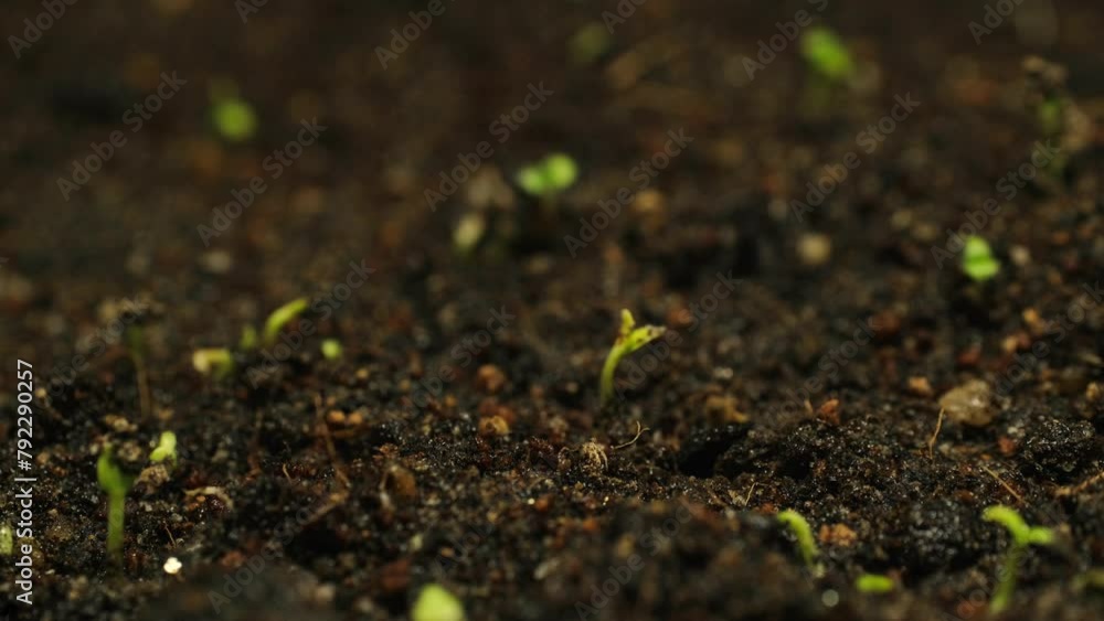 Growing seeds rising from soil time lapse 4k footage. Growing seeds rising from soil time lapse 4k footage.
