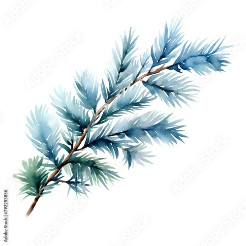 Blue spruce branch isolated on white background. Watercolor illustration.